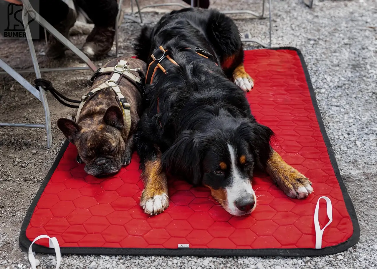 Hundematten